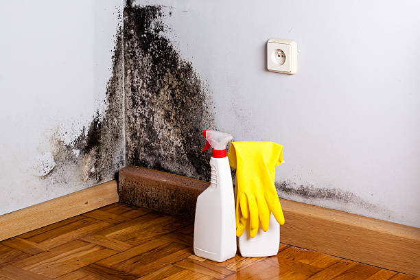 Professional Mold Remediation in Lake Mills, IA